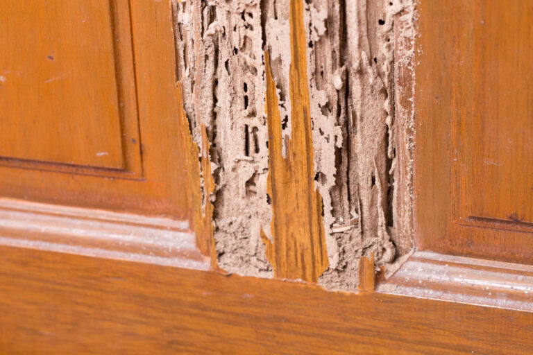 What damages do termites cause?