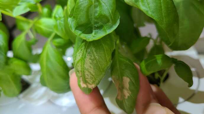 Why Are My Basil Leaves Turning Brown