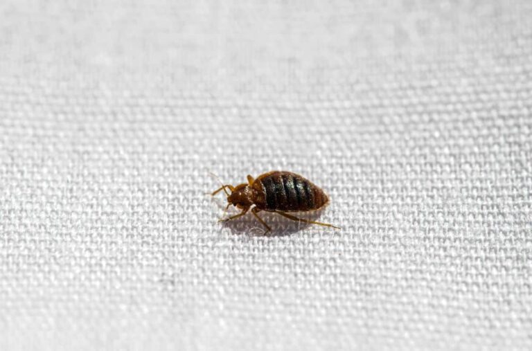 Tiny Brown Bugs In Bathroom No Wings