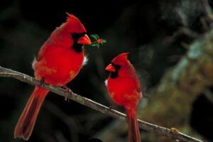 What Does It Mean When You See Two Red Cardinals Together