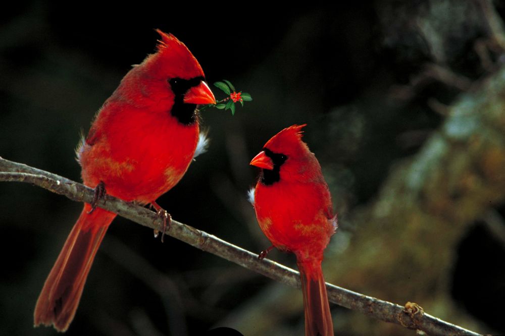 What Does It Mean When You See Two Red Cardinals Together