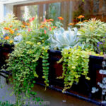 Best Plants For Window Boxes All Year Round