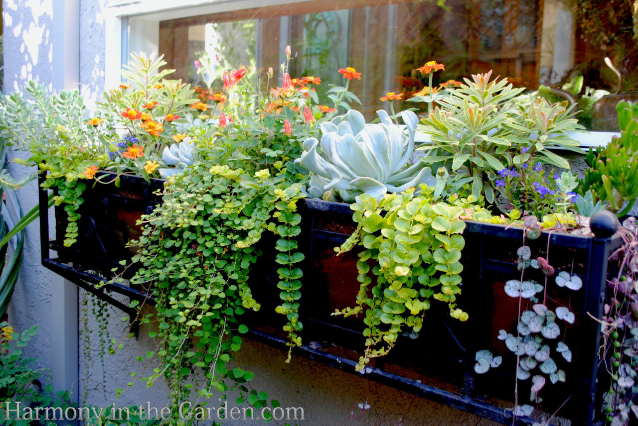 Best Plants For Window Boxes All Year Round