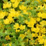 Creeping Ground Cover Plants With Yellow Flowers