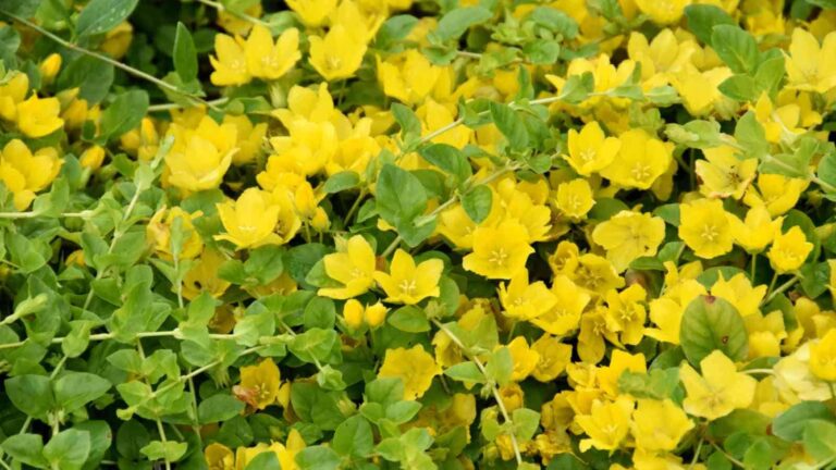 Creeping Ground Cover Plants With Yellow Flowers