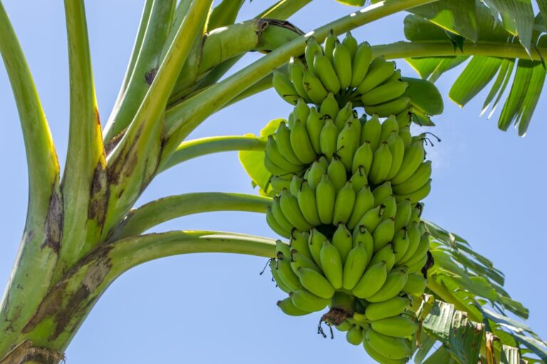 Do Bananas Grow On Trees Or Bushes