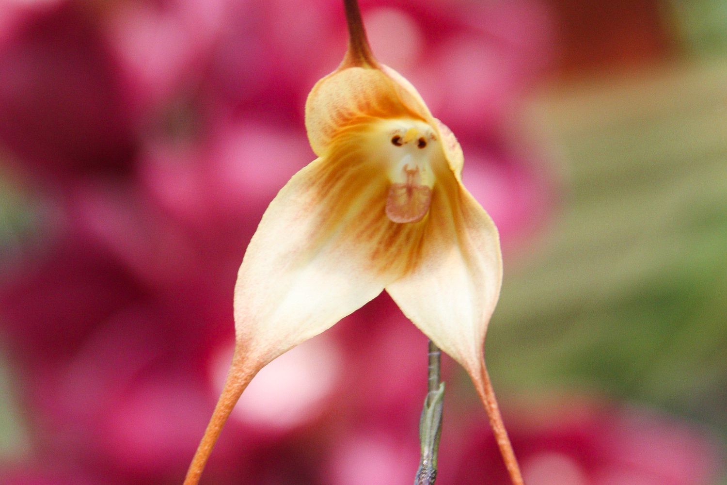 Flowers That Look Like Skulls When They Die