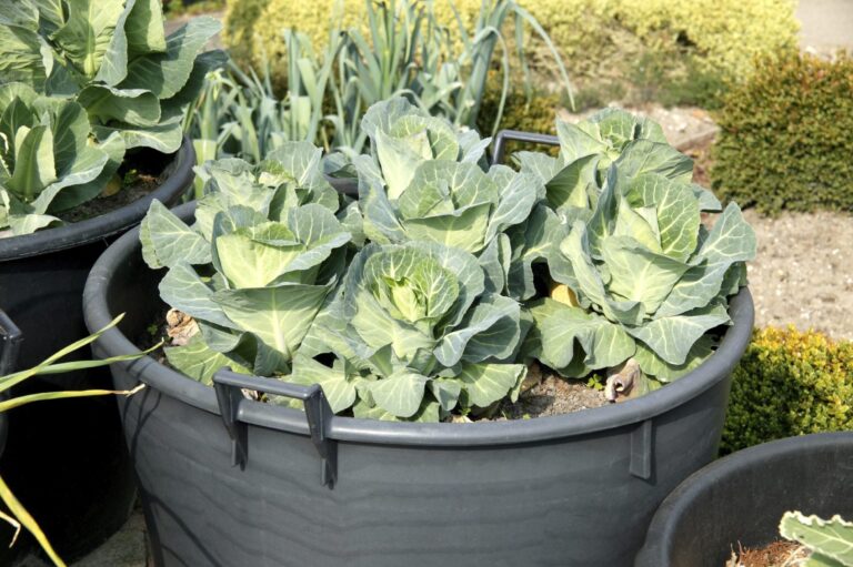 Can You Grow Cabbage In a Pot