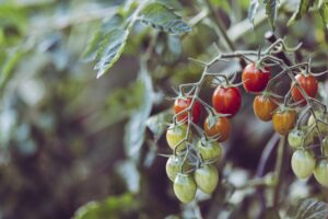 What Is The Best Homemade Fertilizer For Tomatoes