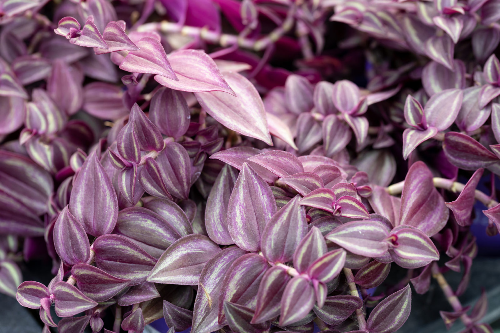 Vine Plant With Purple And Green Leaves