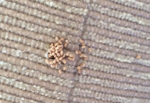 Bug Eggs That Look Like Sesame Seeds