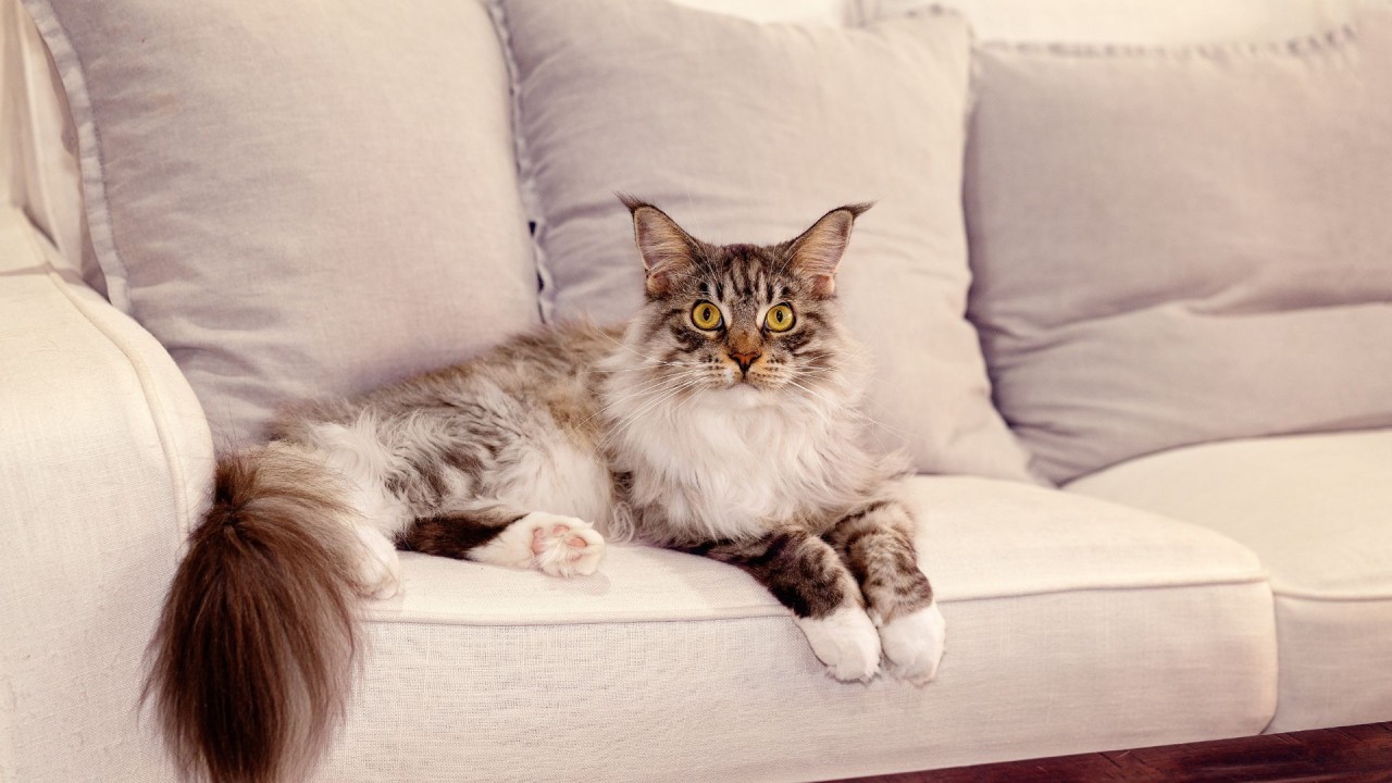 Maine Coon