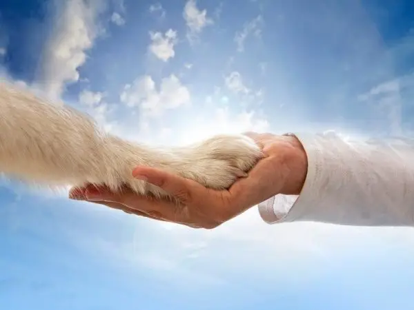 Dogs Go To Heaven