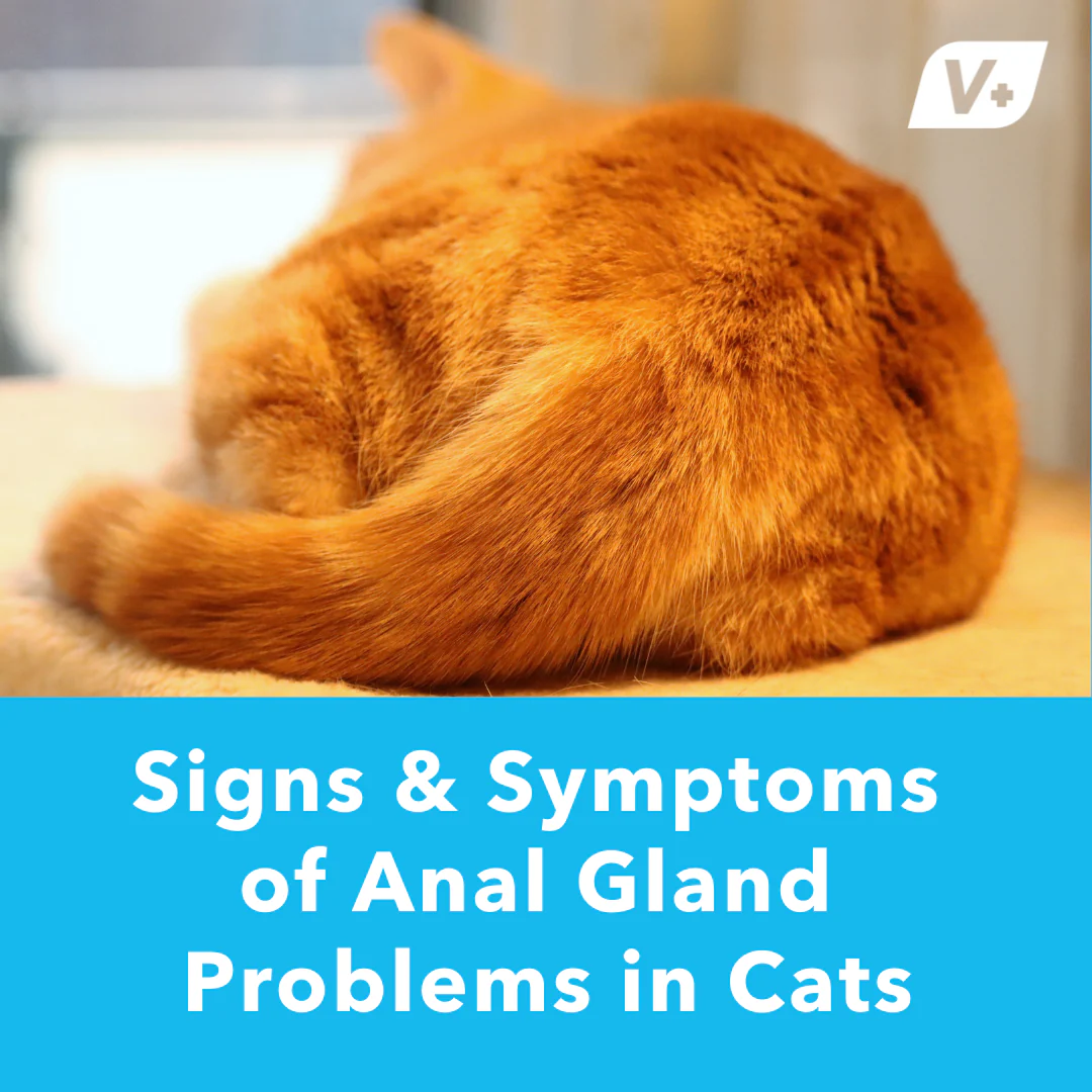 how to tell if cat needs glands expressed