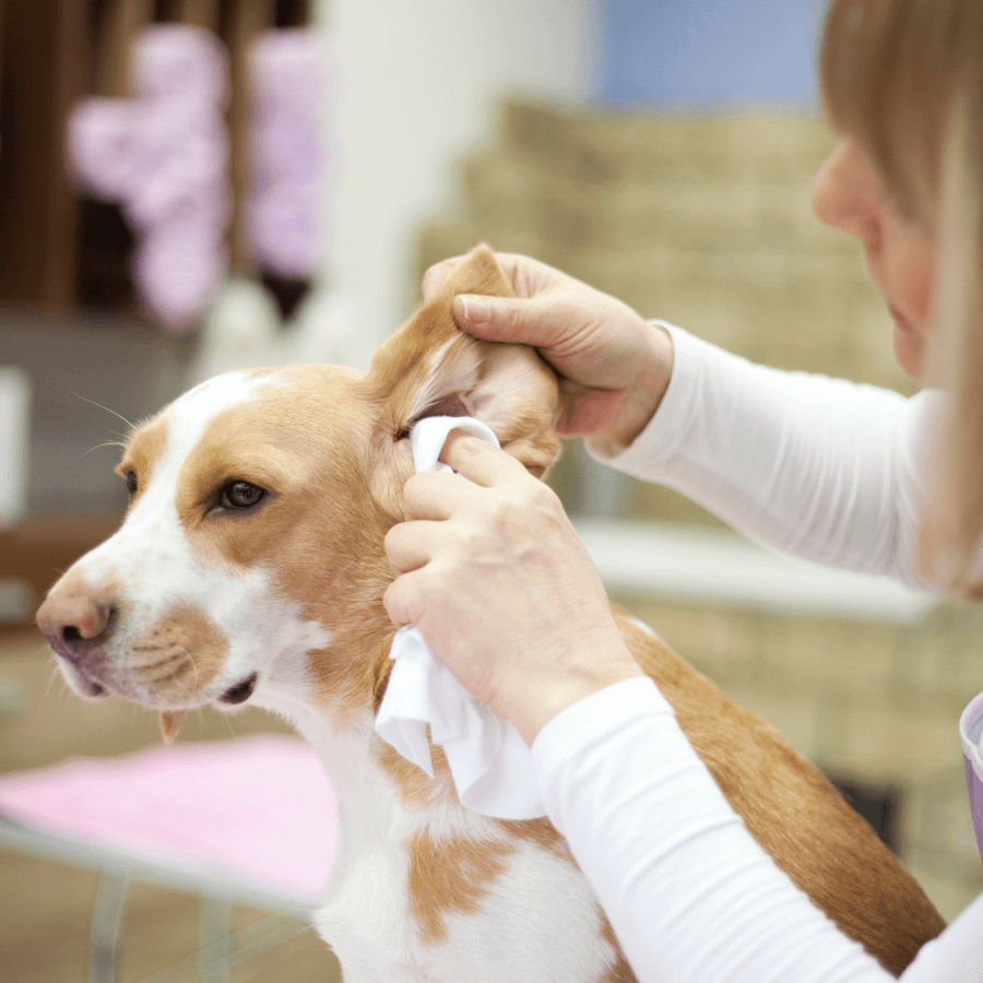 how to treat dog ear hematoma at home