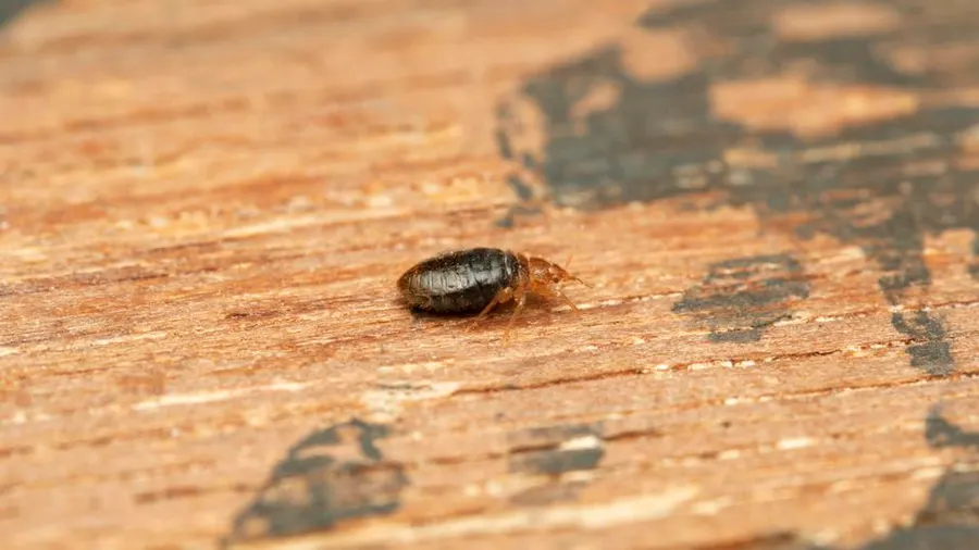 how to find bed bugs during the day