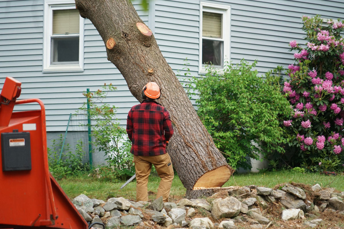 30-Foot Tree