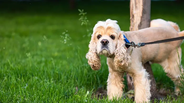 how long can a dog go without peeing