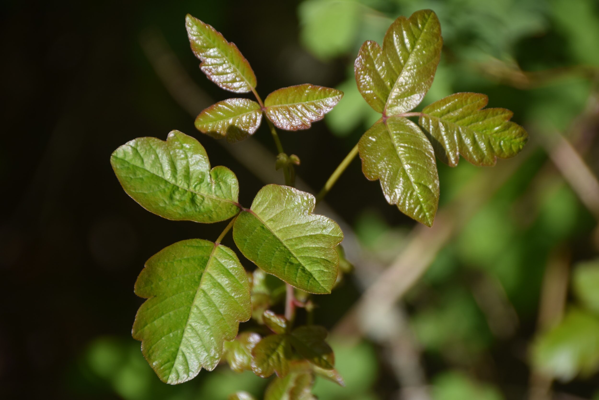 Poison Ivy