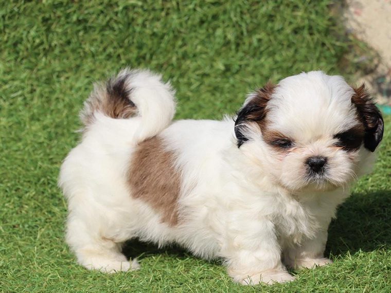 shih tzu puppies under $500 near me