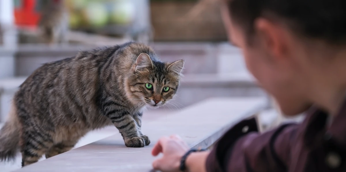 when a stray cat chooses you spiritual meaning