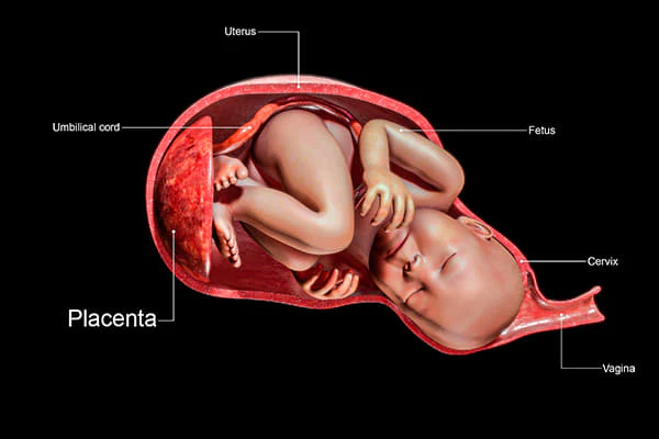 Placenta