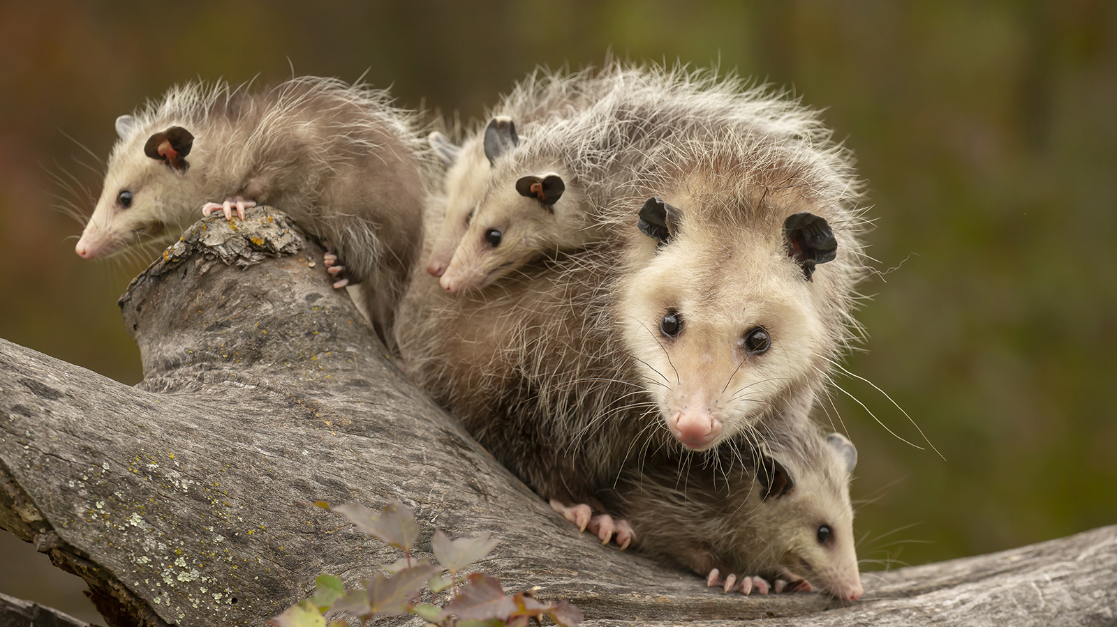 Possums