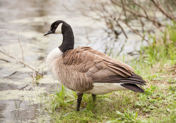 Geese