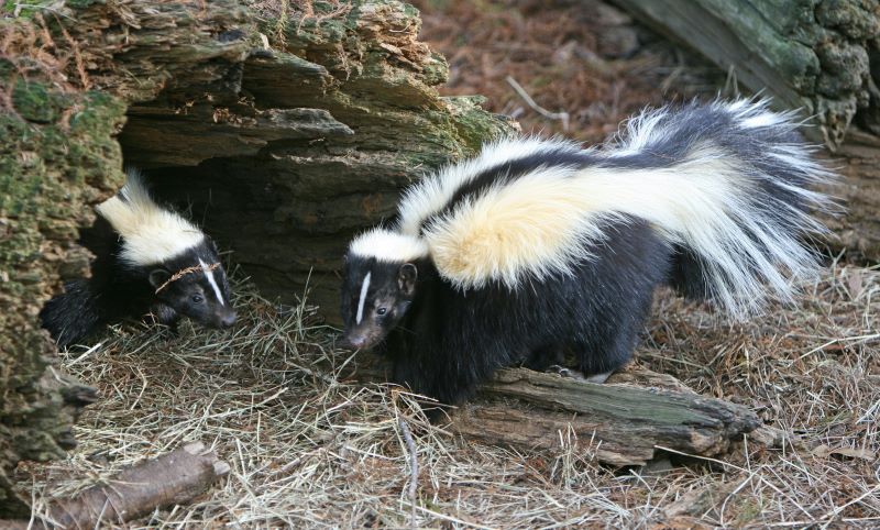 Skunks