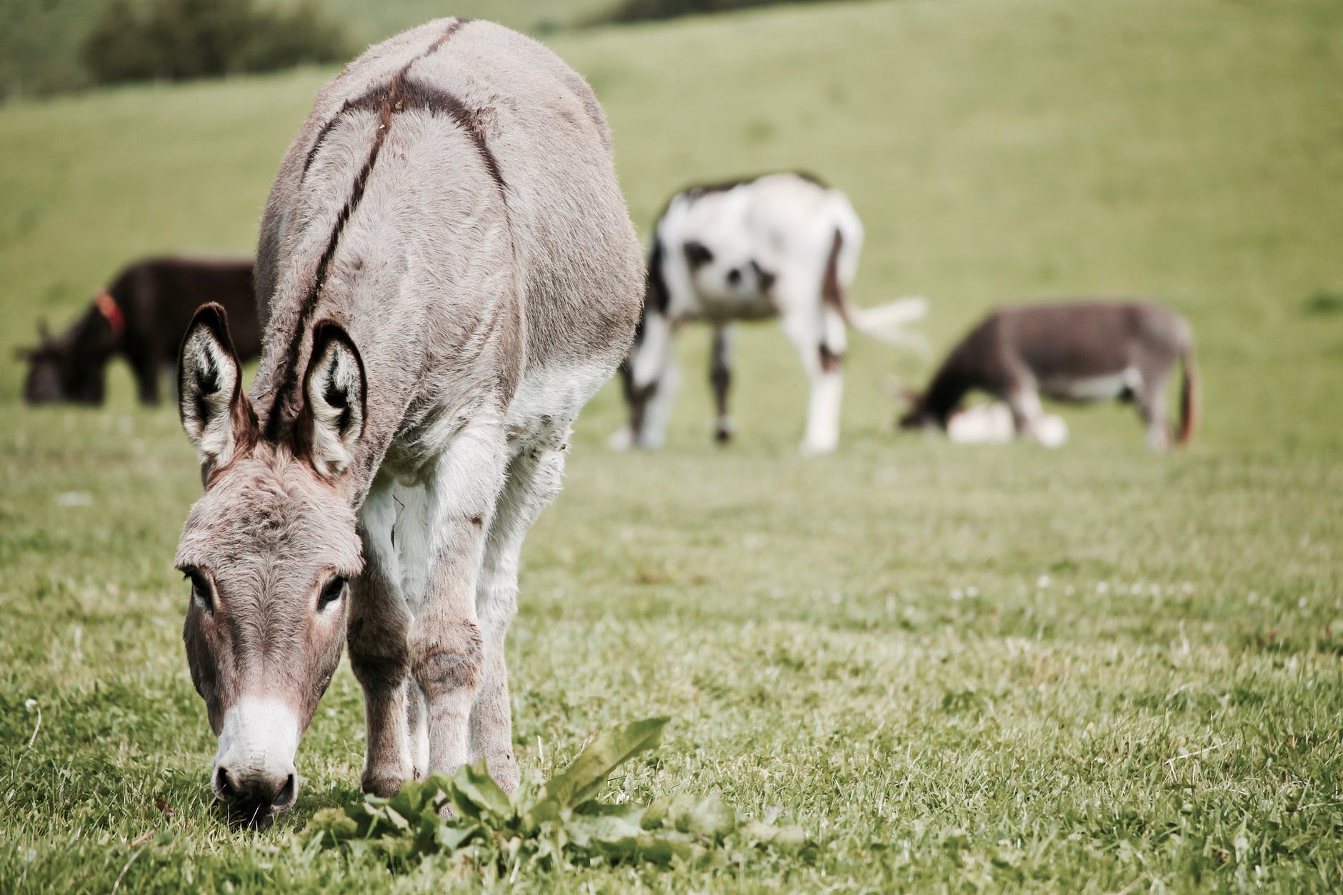 Donkeys