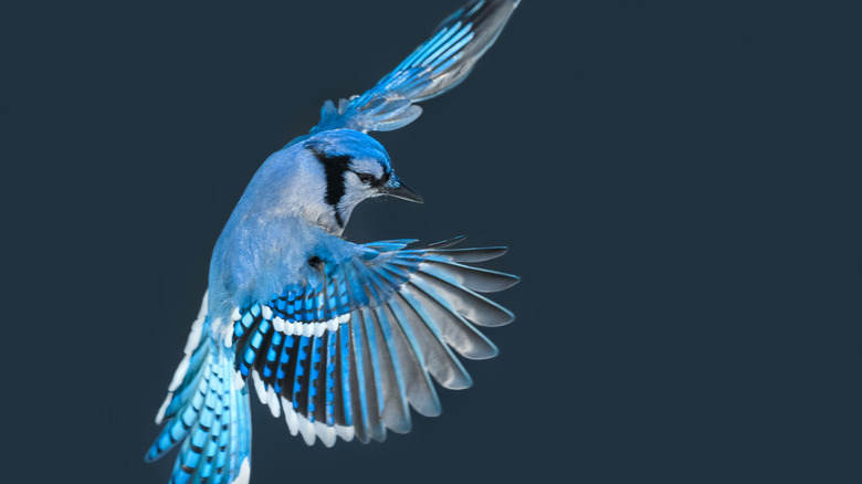 Blue Jay