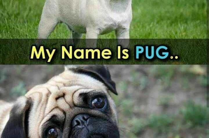 Pug