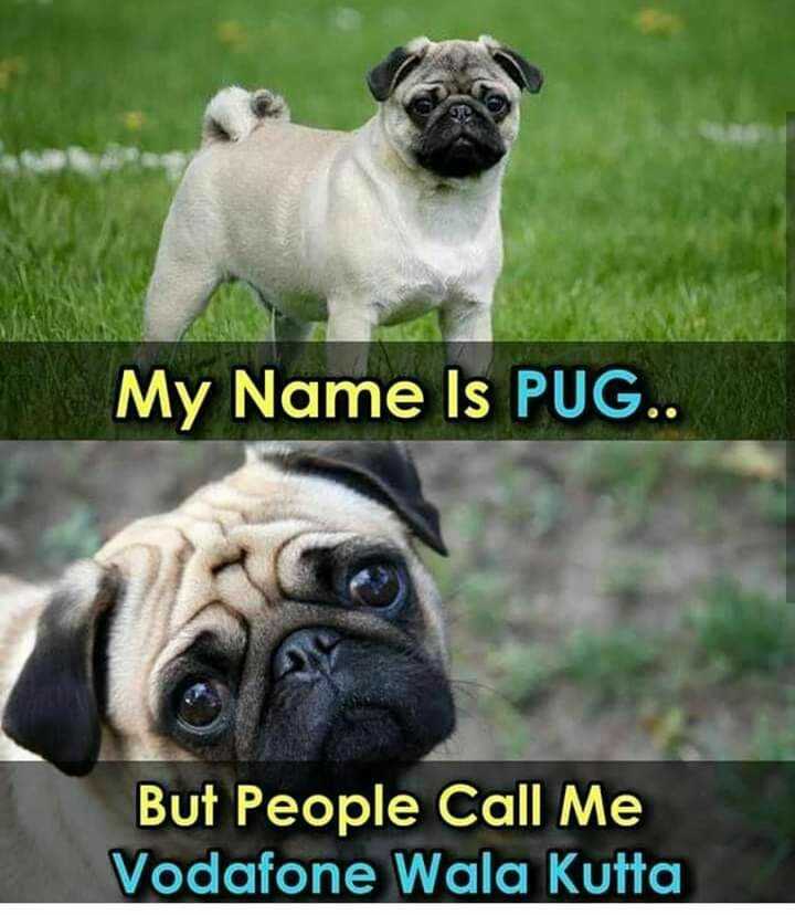 Pug