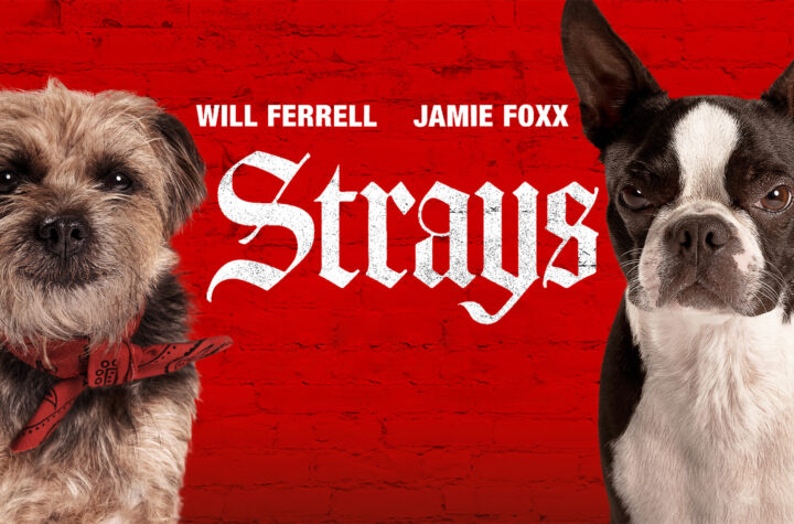 Strays