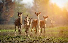 Group of Deer