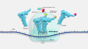 Anticodons