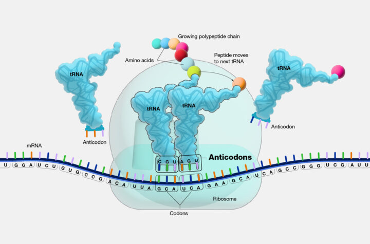 Anticodons