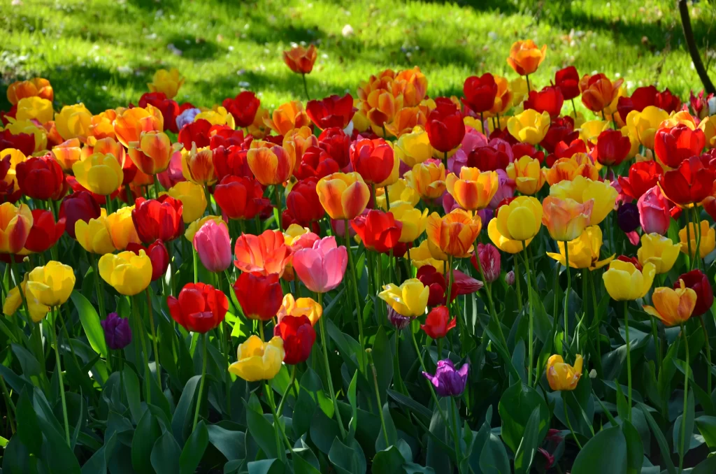 Tulips